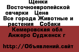 Щенки Восточноевропейской овчарки › Цена ­ 25 000 - Все города Животные и растения » Собаки   . Кемеровская обл.,Анжеро-Судженск г.